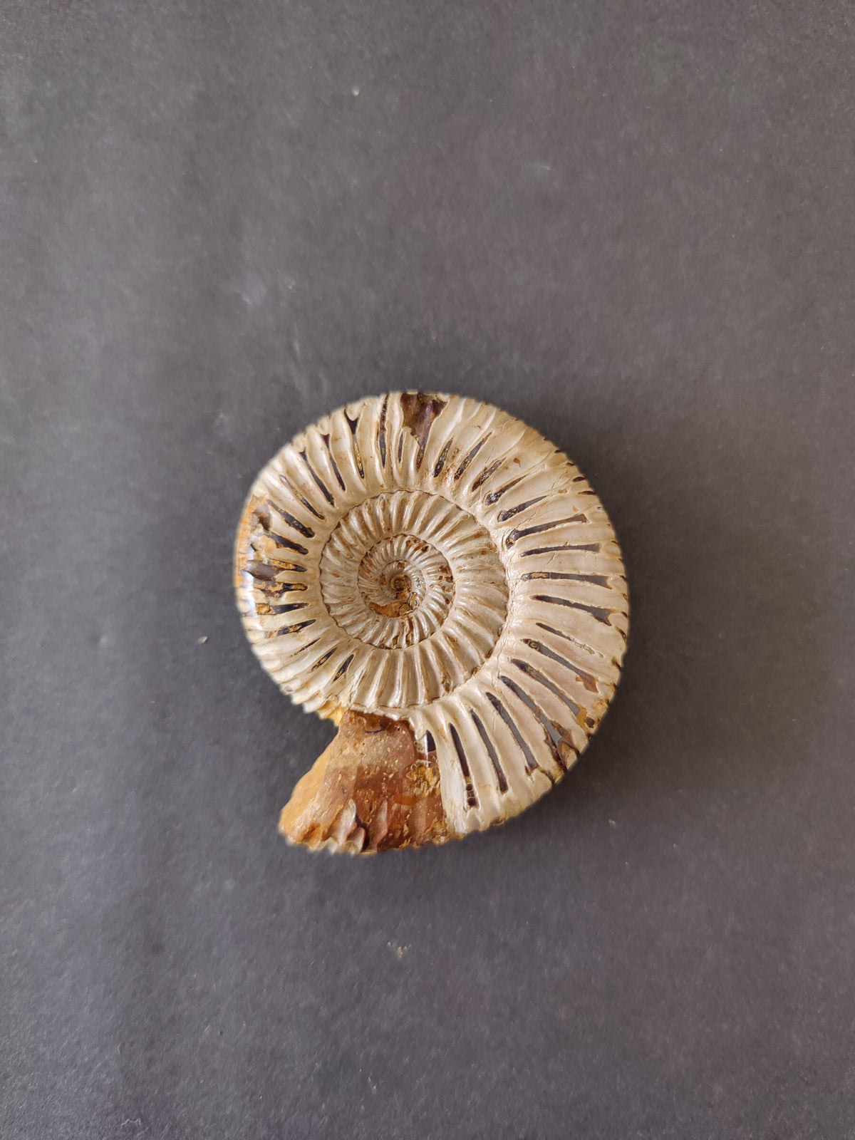 Ammonite Fossil, Polished Late Jurassic Specimen, 2.25–3.25 in — Madagascar