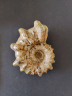 Polished Ammonite Fossil, Early Cretaceous - Madagascar, One of a Kind