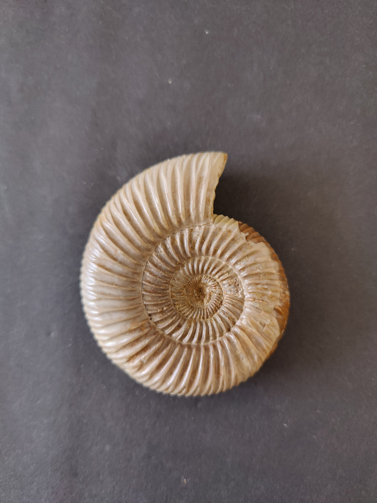 Ammonite Fossil, Polished Late Jurassic Specimen, 2.25–3.25 in — Madagascar