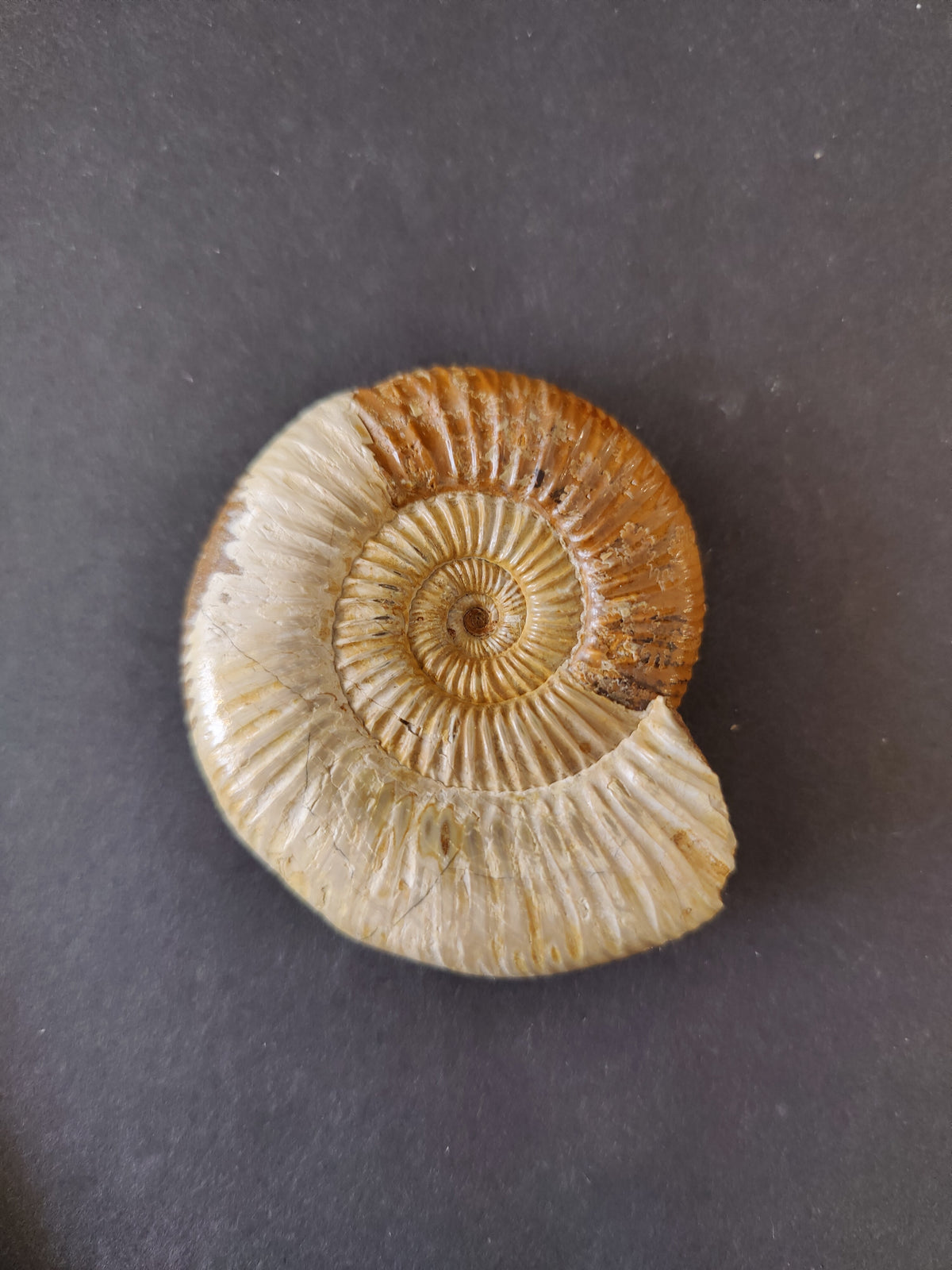 Ammonite Fossil, Polished Late Jurassic Specimen, 2.25–3.25 in — Madagascar