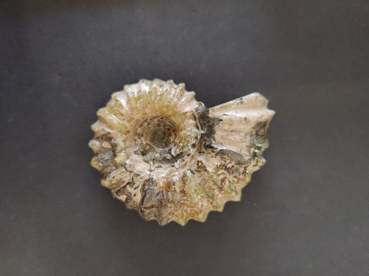 Polished Ammonite Fossil, Early Cretaceous - Madagascar, One of a Kind