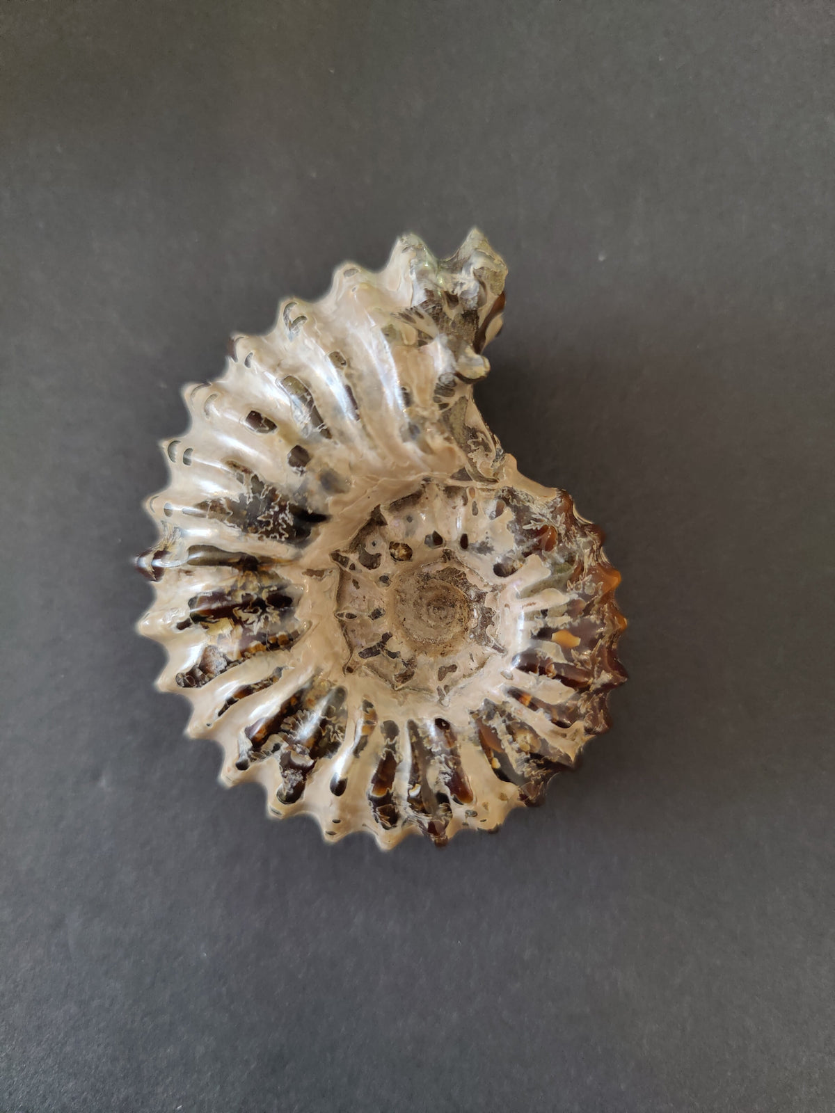 Polished Ammonite Fossil, Early Cretaceous - Madagascar, One of a Kind