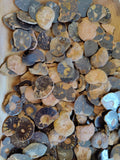 Polished Ammonite Slice - Morocco