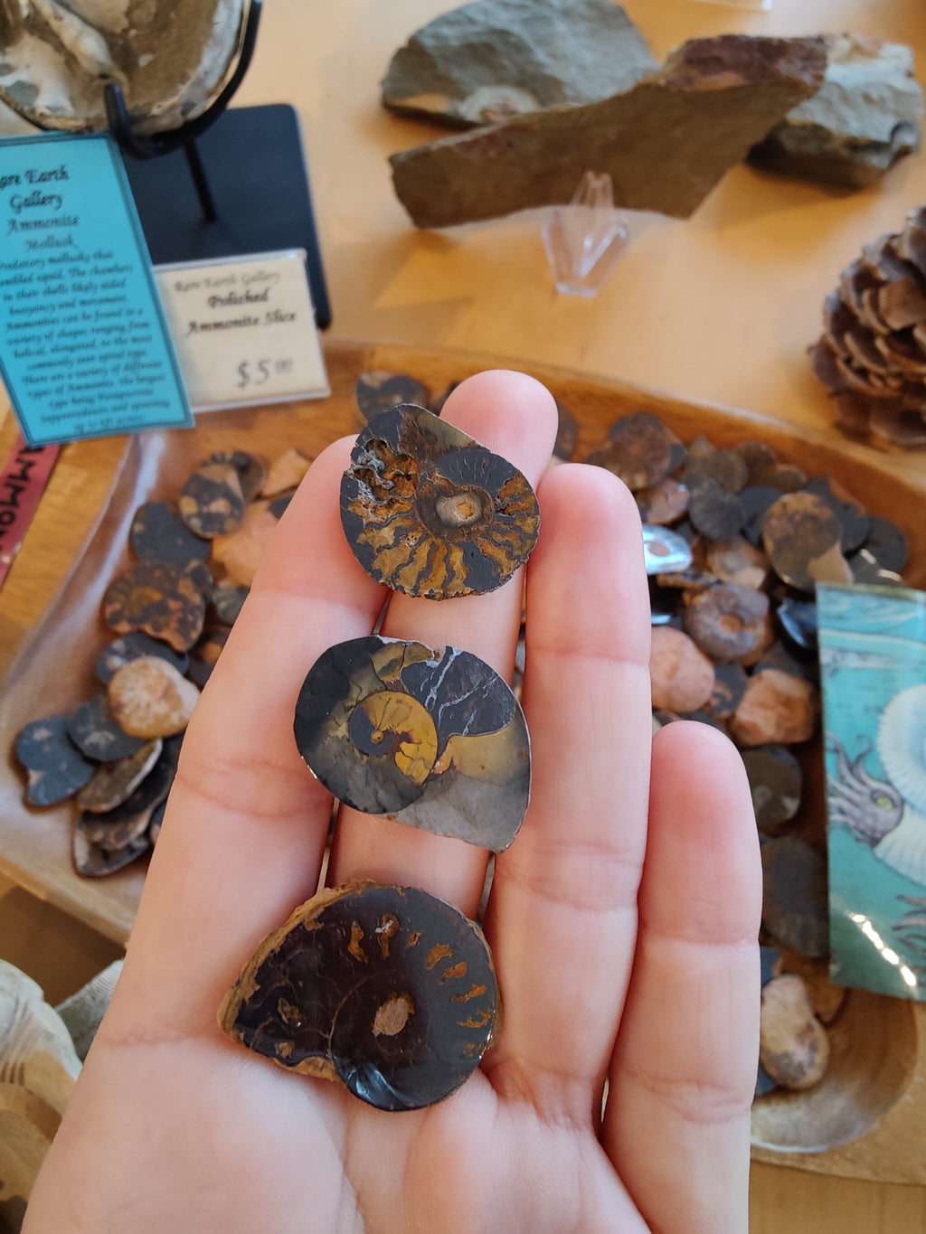 Polished Ammonite Slice - Morocco
