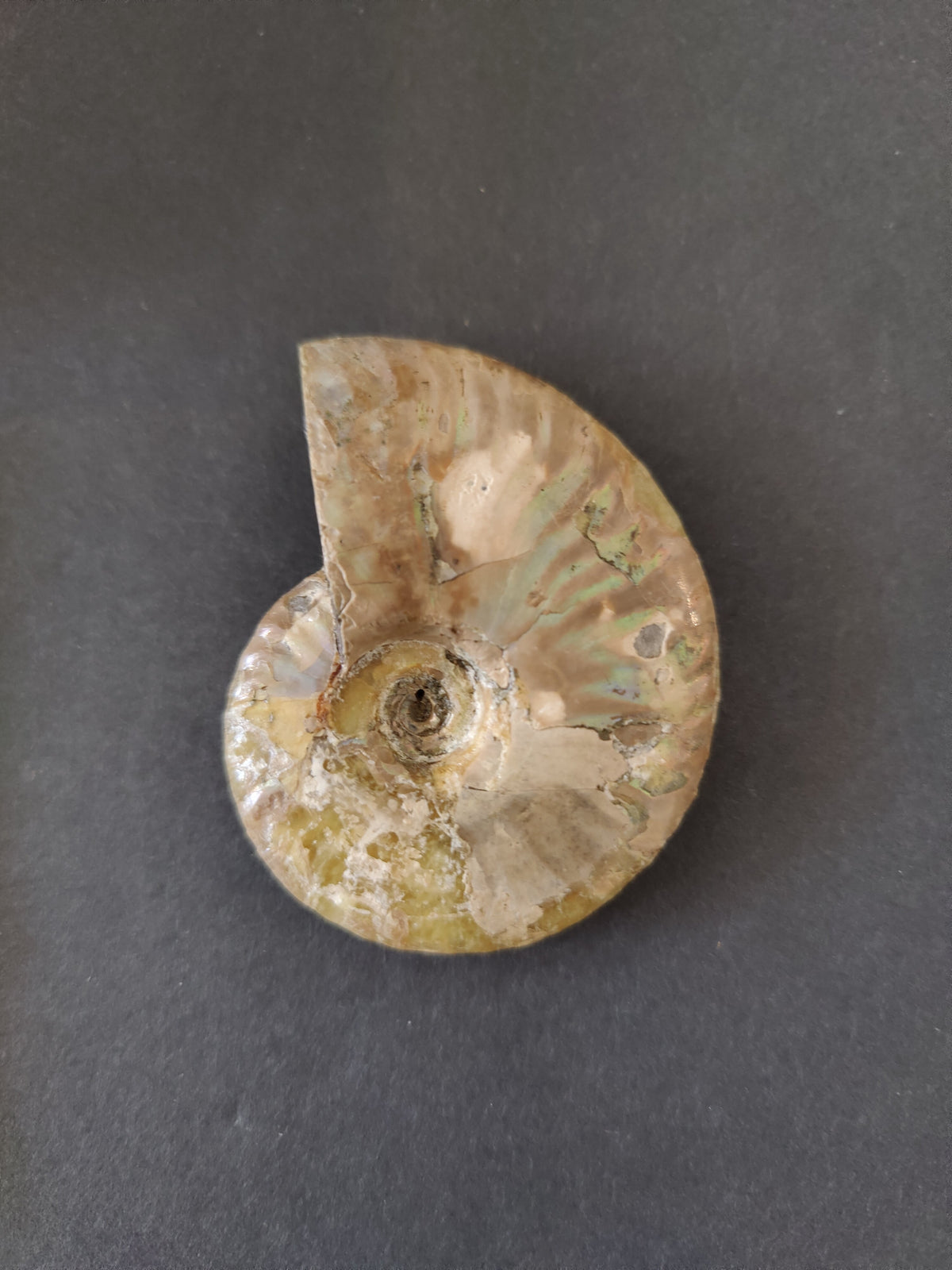 Polished Ammonite Fossil, Early Cretaceous - Madagascar, One of a Kind
