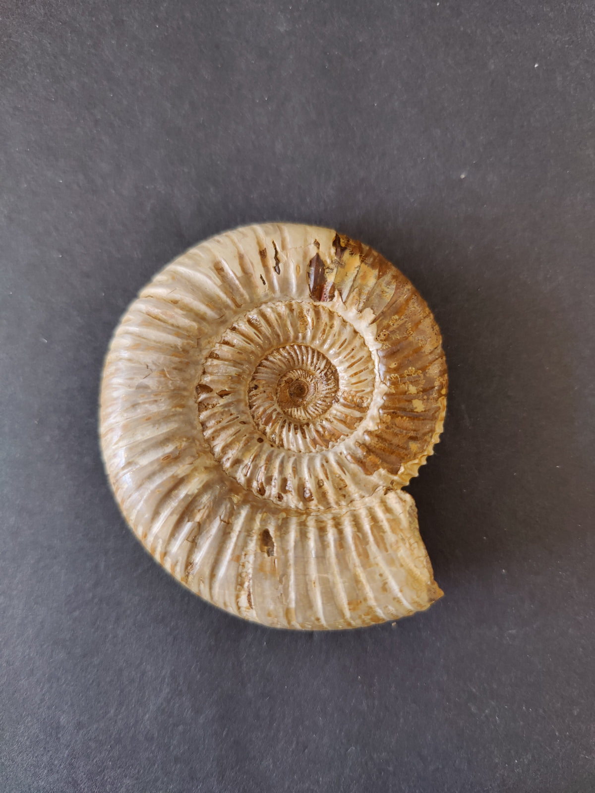 Ammonite Fossil, Polished Late Jurassic Specimen, 2.25–3.25 in — Madagascar