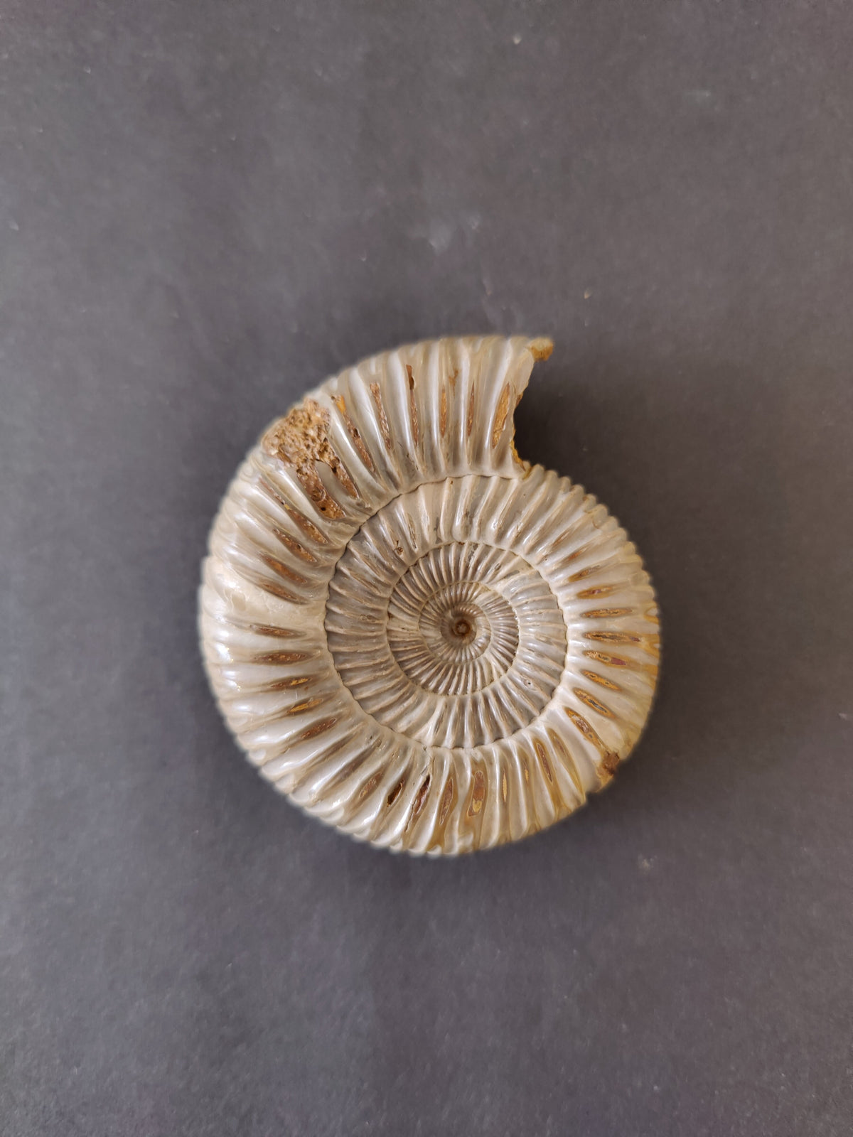 Ammonite Fossil, Polished Late Jurassic Specimen, 2.25–3.25 in — Madagascar