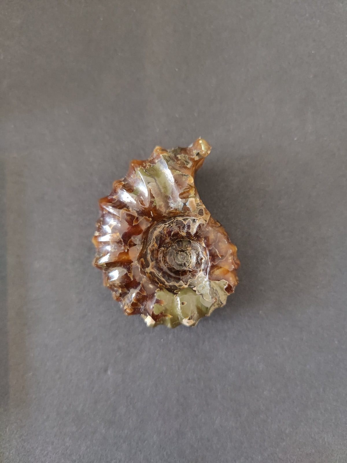 Polished Ammonite Fossil, Early Cretaceous - Madagascar, One of a Kind