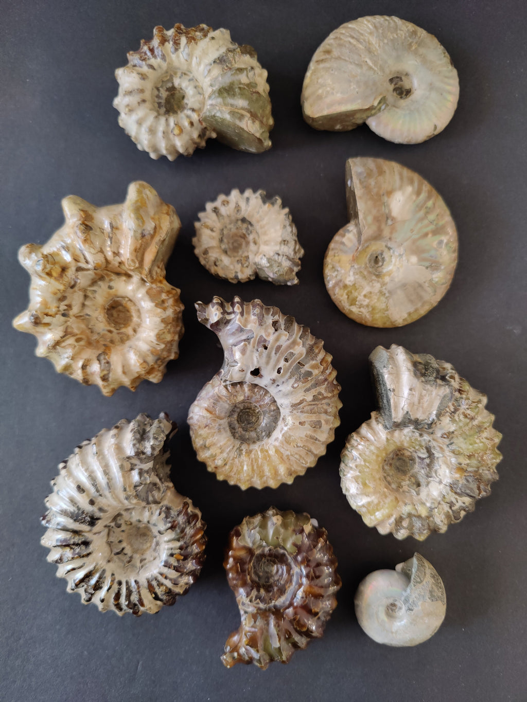 Polished Ammonite Fossil, Early Cretaceous - Madagascar, One of a Kind