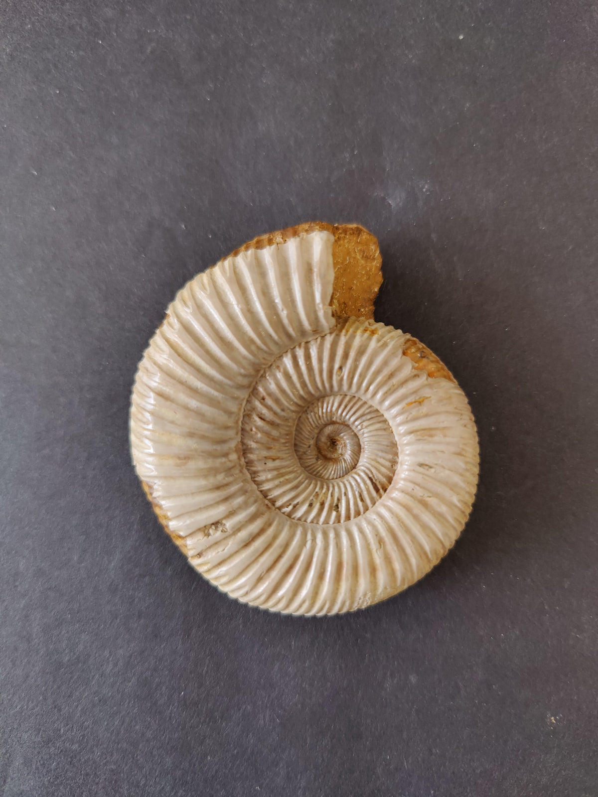 Ammonite Fossil, Polished Late Jurassic Specimen, 2.25–3.25 in — Madagascar