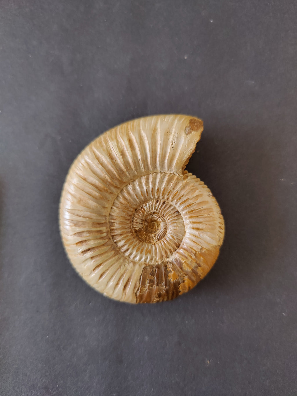 Ammonite Fossil, Polished Late Jurassic Specimen, 2.25–3.25 in — Madagascar